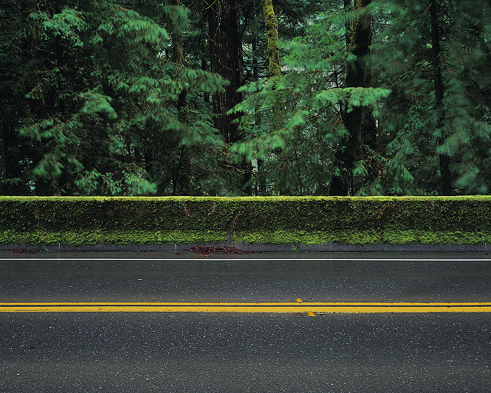 avenue of the giants - © 2014 Sparky Campanella